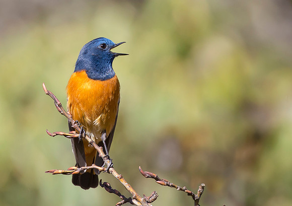 1 Blue-fronted Redstart ♂, Sichuan 2017