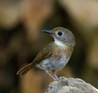 1 Fulvous-chested Jungle-flycatcher, Bali, Indonesia 2018