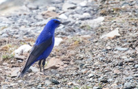 1 Grandala, Sichuan 14-05-2017, S1A4572 def rec
