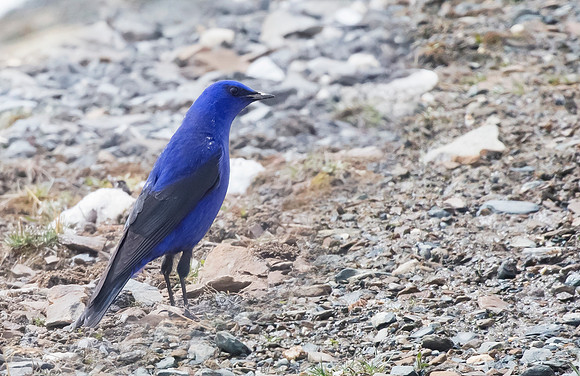 1 Grandala, Sichuan 14-05-2017, S1A4572 def rec