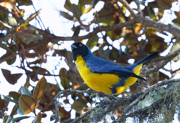 Hooded Mountain-tanager, Peru 2015