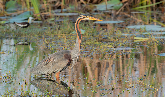 Purple Heron, ssp. Manilensis,  Purpurreiger, Bundala NP, Sri Lanka 2019