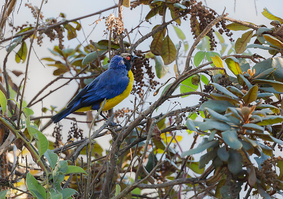 Hooded Mountain-tanager, Peru 2015
