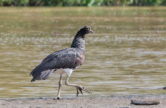 Horned Screamer, Peru 2014