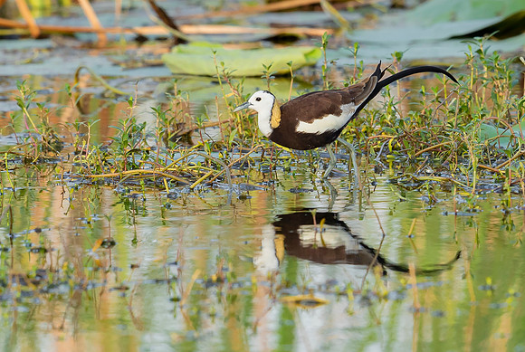 Pheasant-tailed Jacana, Bundala NP, Sri Lanka 2019