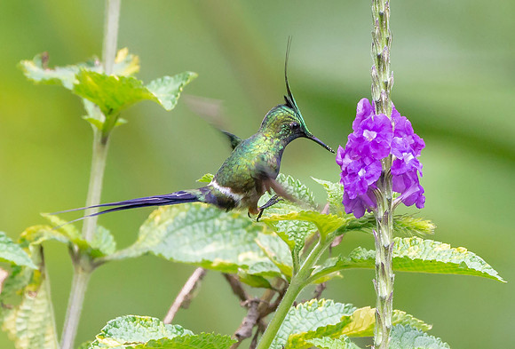 Wire-crested Thorntail, Peru 2014