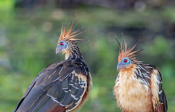 Hoatzin, Rio Madres de Dios, Perú 2014