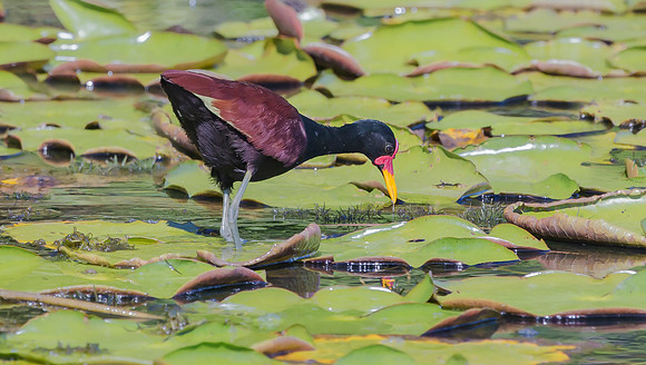 Wattled Jacana, Peru 2014