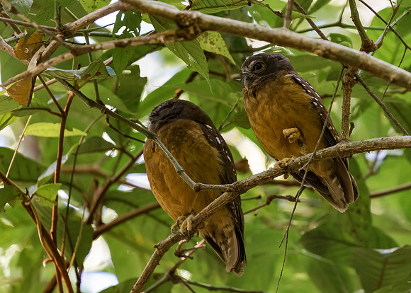 Ochre-bellied Boobook ♀, ♂, Sulwesi, Indonesia 2018
