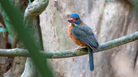 1 Blue-headed Kingfisher ♀,  Sulawesi, Indonesia 2018