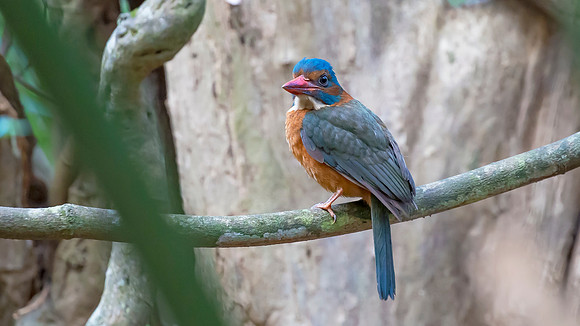 Blue-headed Kingfisher ♀,  Sulawesi, Indonesia 2018