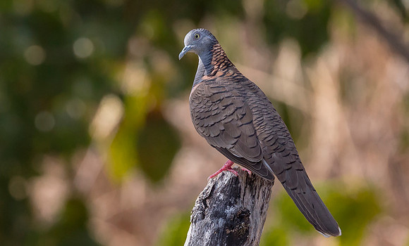 Bar-shouldered Dove, NT 2016