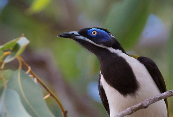 Blue-faced Honeyeater, NT2016