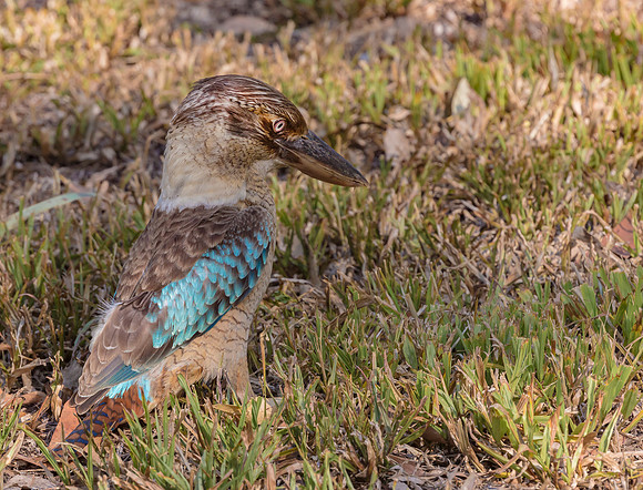 Blue-winged Kookaburra ♀,   Australia 2016