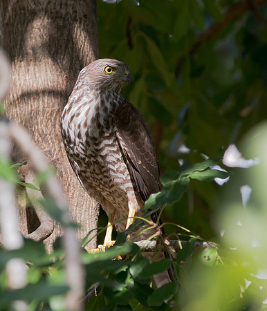 Brown Goshawk imm, Australia, NT 2016