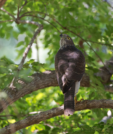 Brown Goshawk imm, Australia, NT 2016