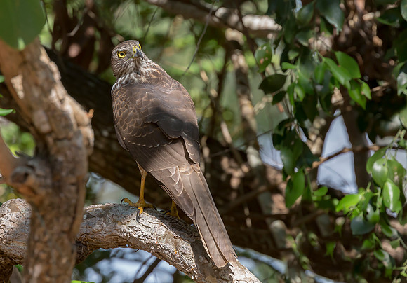 Brown Goshawk imm, Australia, NT 2016