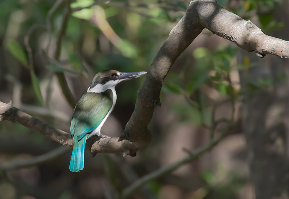Collared Kingfisher, NT 2016