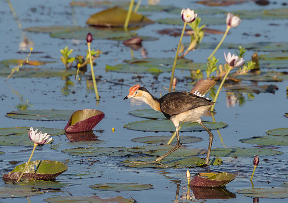 16 Comb-crested Jacana, NT06-2016, S1A7655 def rec II
