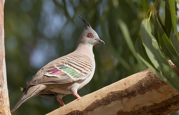 16 Crested Dove, Wyndham, WA, 24-06-2016, S1A0708