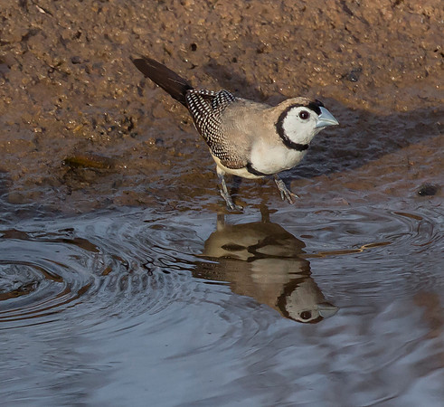 Double-barred Finch, Wyndham, WA 24-06-2016, S1A0192 II b