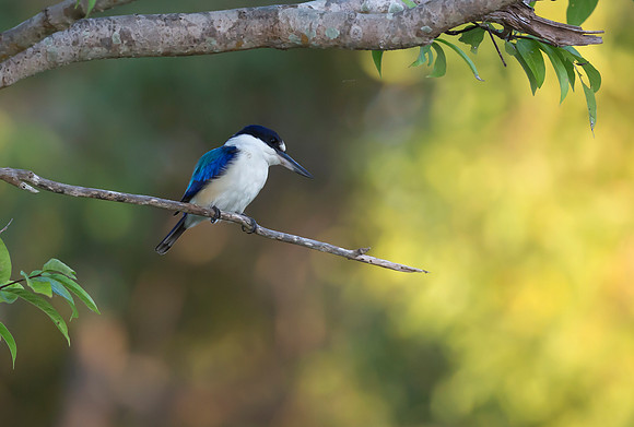 Forest Kingfisher, NT 2016