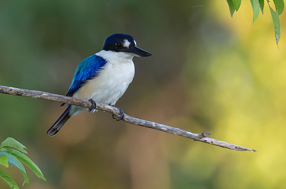 Forest Kingfisher, NT 2016