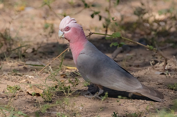 Galah, NT 2016