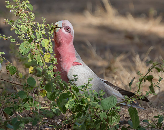 Galah, NT 2016