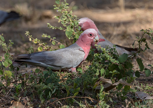 Galah, NT 2016