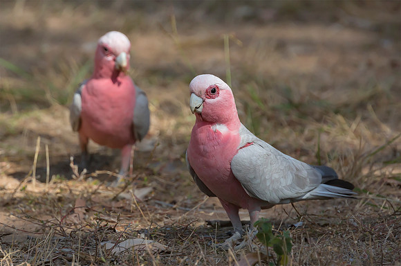 Galah, NT 2016