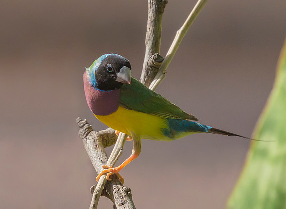 Gouldian Finch, NT 2016