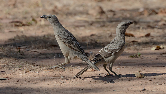 Great Bowerbird ad, juv, NT 06-2016, S1A8399 def rec