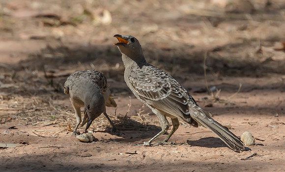 Great Bowerbird, NT 06-2016, S1A8396 def rec