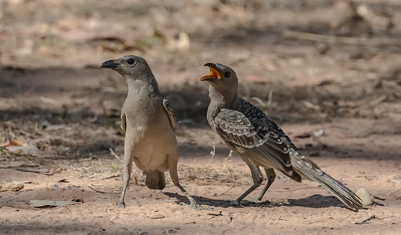 Great Bowerbird, NT 06-2016, S1A8397 def rec