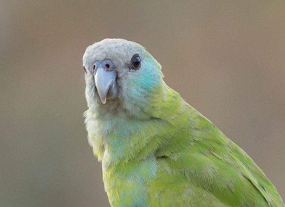 Hooded Parrot ♀, Australia NT 2016