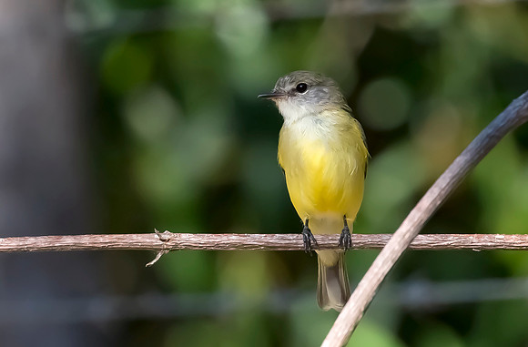 16 Lemon-bellied Flyrocatcher, NT 07-06-2016, S1A5989 def rec