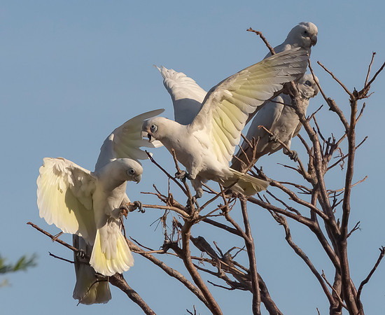 Little Corella, WA 2016