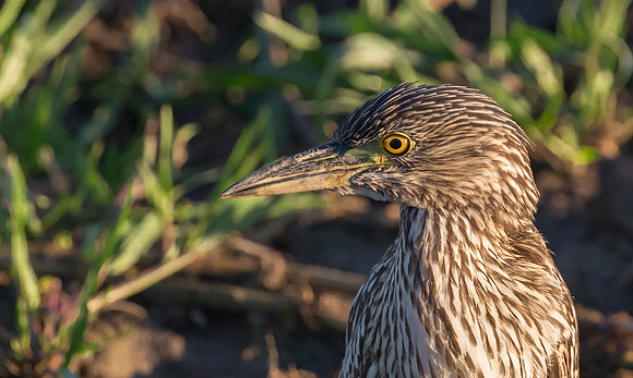 16 Nankeen Night Heron imm, Kakadu, NT 12-06-2016, S1A7398 def rec