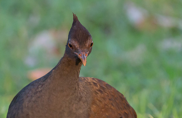 Orange-footed Scrubfowl, NT 2016