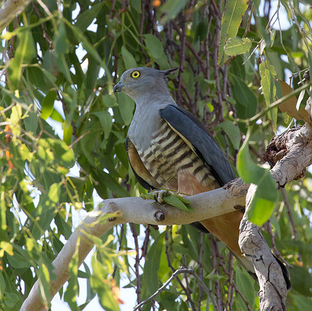 Pacific Baza, NT 2016