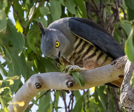 Pacific Baza, NT 2016