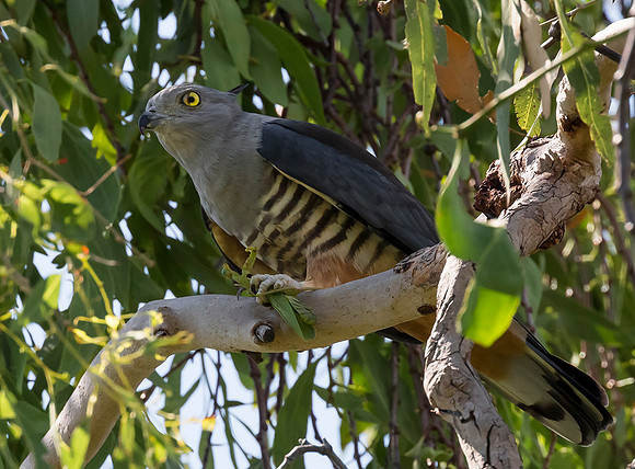 Pacific Baza, NT 2016