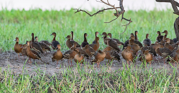 Plumed Whistling-Duck, NT 06-2016, S1A7283 def rec II b