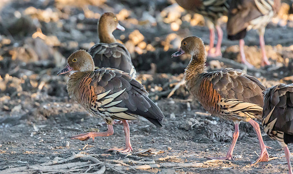 Plumed Whistling-Duck, NT 06-2016, S1A7347 def rec
