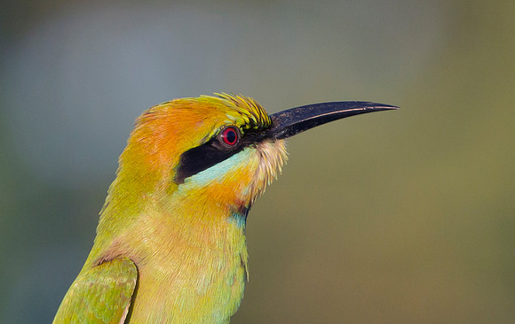 Rainbow Bee-eater ♀, NT 2016