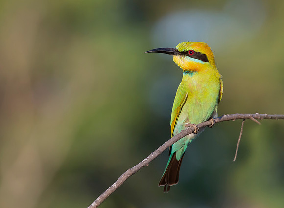 Rainbow Bee-eater ♀, NT 2016