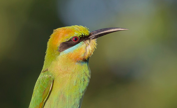 Rainbow Bee-eater ♀, NT 2016