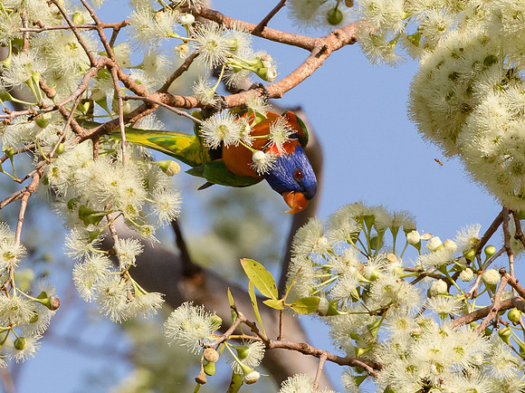 16 Red-collared Lorikeet, NT 06-2016, S1A8799 def rec