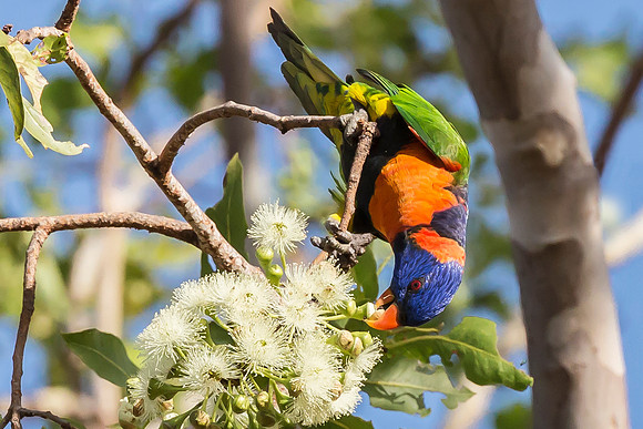 Red-collared Lorikeet, NT 06-2016, S1A8861 def rec III b